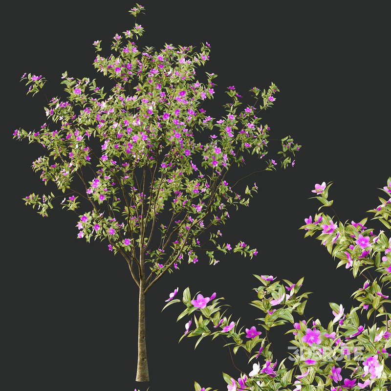 Tibouchina Semidecandra Tree02 Image 5