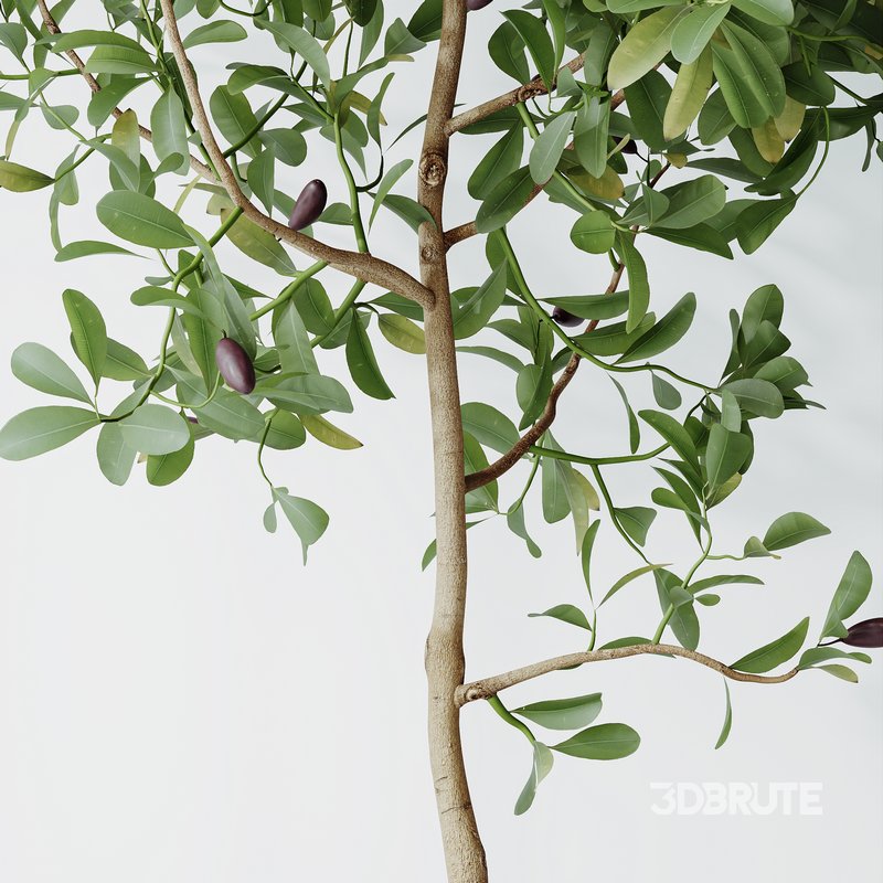 HQ HousePlants Briful Pachira Aquatica Grand Artificiel Image 2