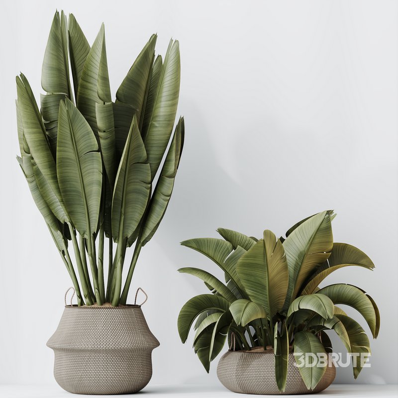 HQ HousePlants Ravenala Banana Strelitzia Nicolai Bird Of Paradise Set04 Image 2