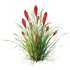 HQ Plants Kniphofia Caulescens Poco Tritoma Hot Poker Orange Yellow Red - Thumbnail 3