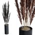 HQ HousePlants Decorative Miscanthus Pampas Dried Branches Pampy02 - Thumbnail 4
