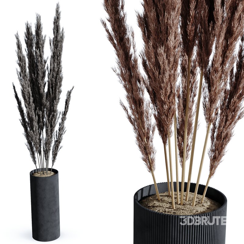 HQ HousePlants Decorative Miscanthus Pampas Dried Branches Pampy02 Image 4