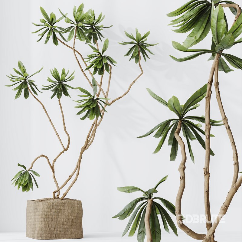 HQ HousePlants Decorative Ficus Cyathistipula African Fig03 Image 3