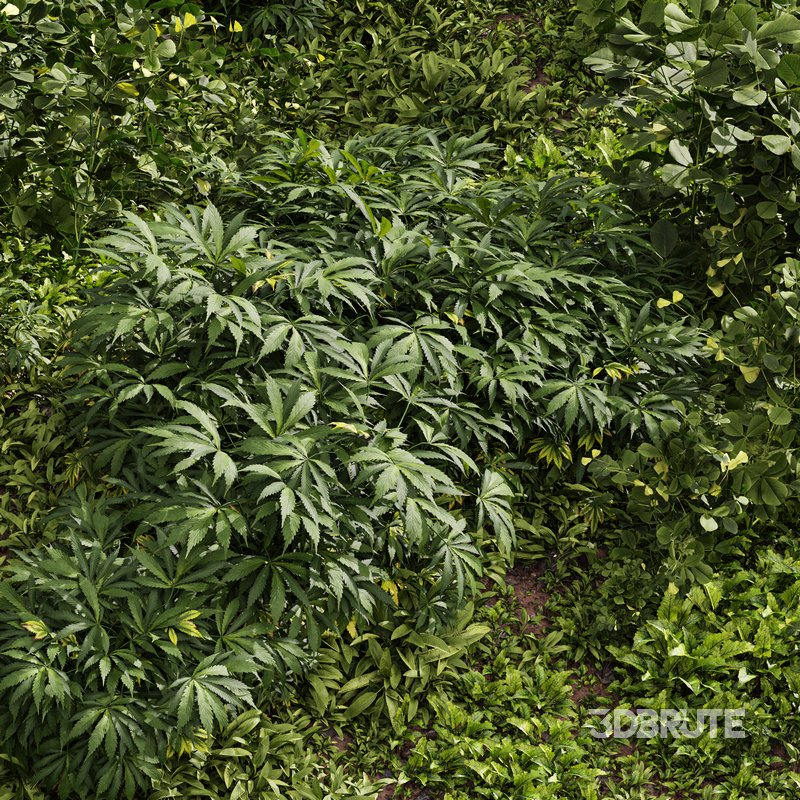 Meadow Lawn Grassland Set 004 Image 4