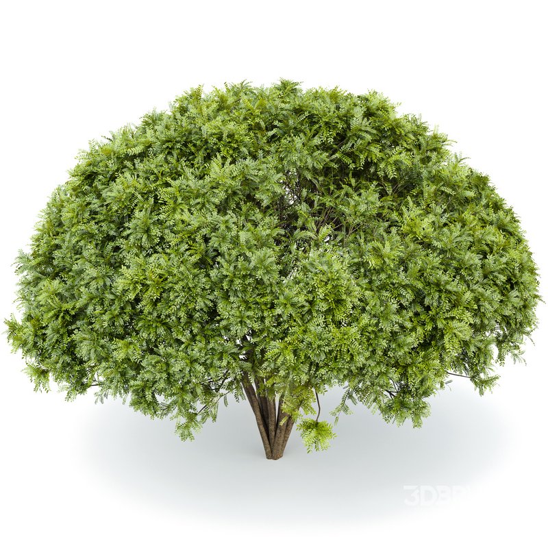 Palo verde 2 trees Image 1