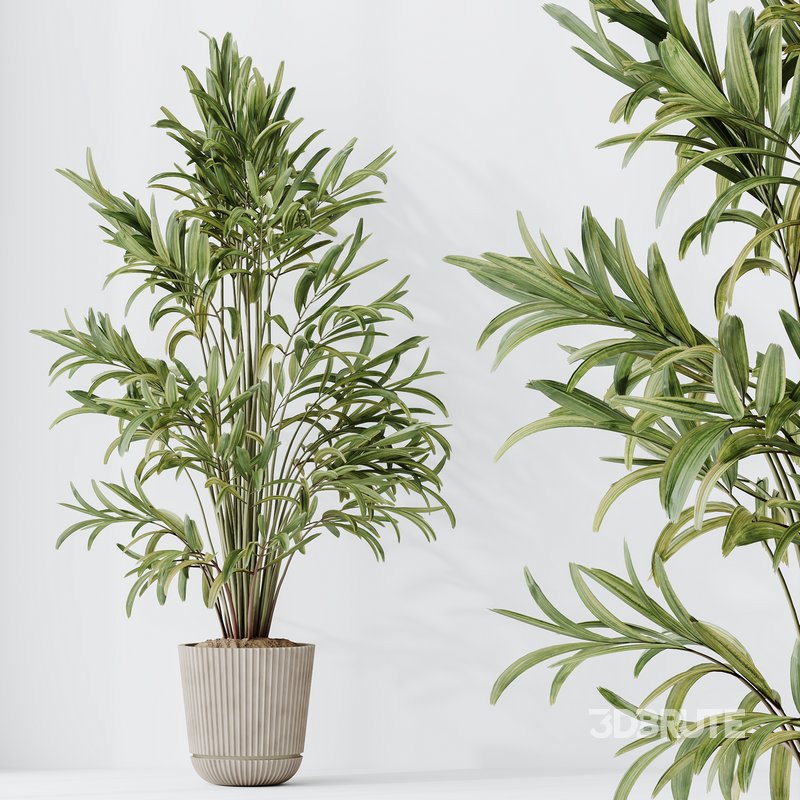 Indoor plants set 109 Dypsis Lutescens Areca Palm and Mission Kalamata Chemlali Olive Image 3