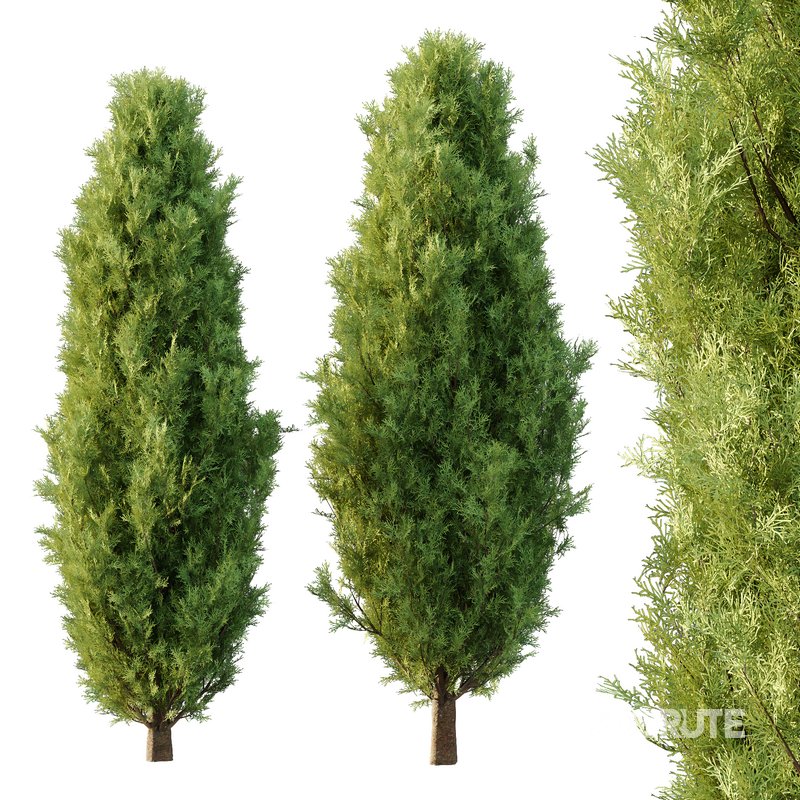 Italian Cypress Tree 30 Image 1