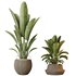 HQ HousePlants Ravenala Banana Strelitzia Nicolai Bird Of Paradise Set10 - Thumbnail 2