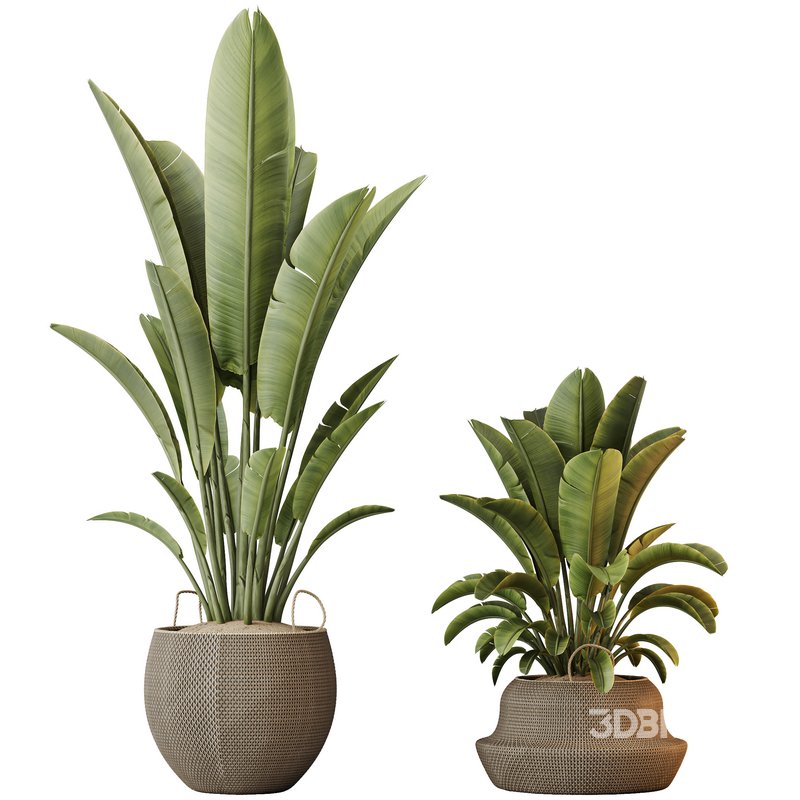 HQ HousePlants Ravenala Banana Strelitzia Nicolai Bird Of Paradise Set10 Image 2