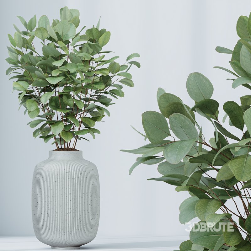 Indoor plants set 110 Eucalyptus Bouquet and Ficus Beliza Image 3