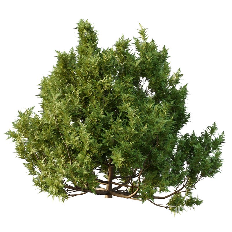 Cypress Bush 06 Image 2