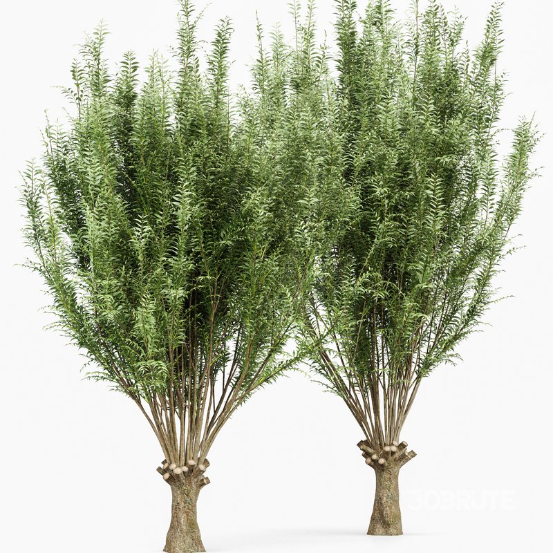 Pollard willow 4trees Image 2