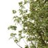 fraxinus excelsior Tree10 - Thumbnail 4