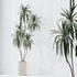 Indoor plants set 108 Dracaena Warneckii Lemon Lime and Mission Olive Tree - Thumbnail 3