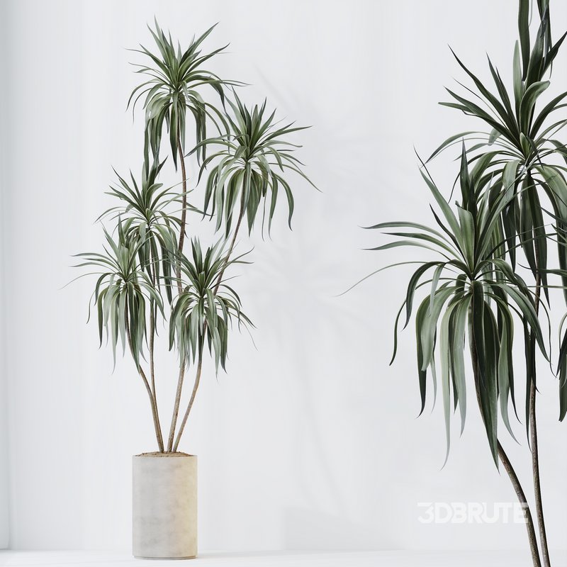 Indoor plants set 108 Dracaena Warneckii Lemon Lime and Mission Olive Tree Image 3