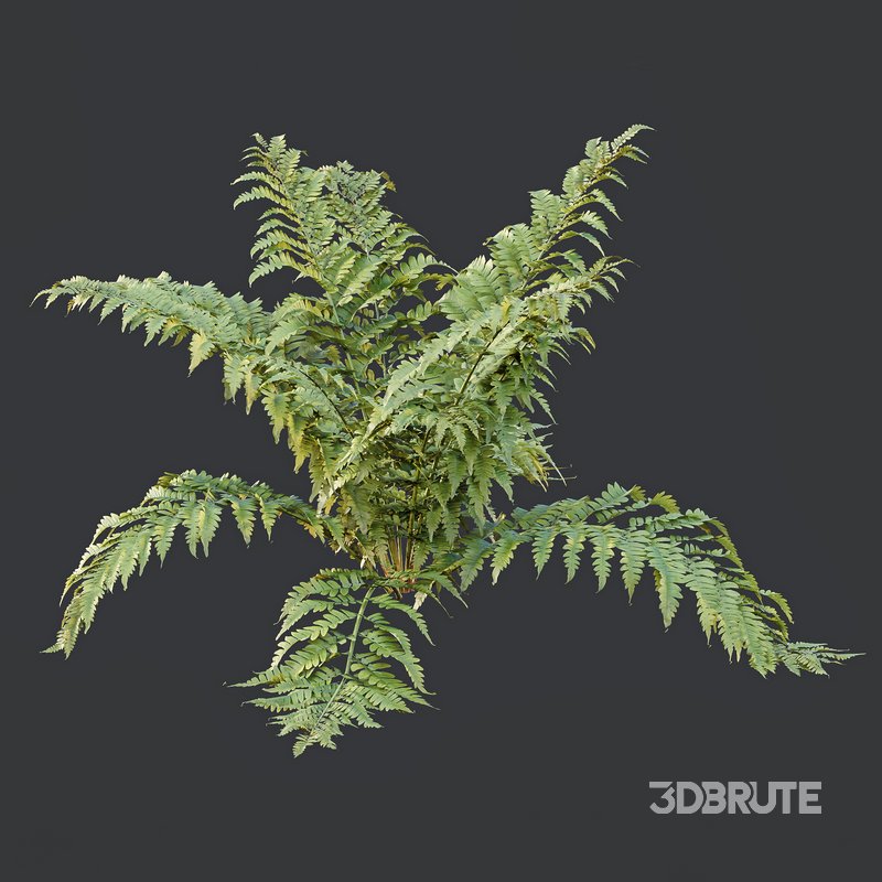 spring bush Macrothelypteris OligoPhlebia Torresiana Fern and Gypsophila Image 1