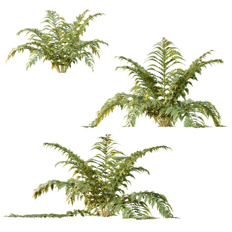 spring bush Macrothelypteris OligoPhlebia Torresiana Fern Image 2