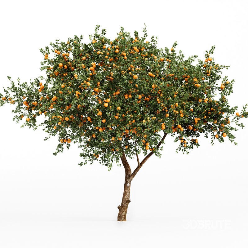 Orange fruit 2tree Image 4