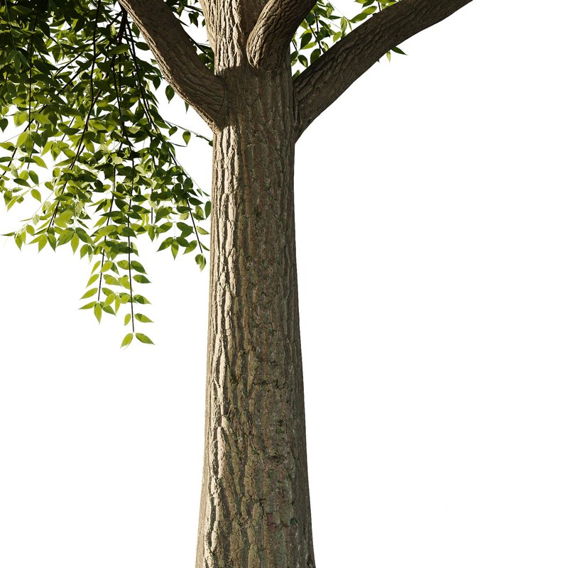 fraxinus excelsior Tree04 Image 2