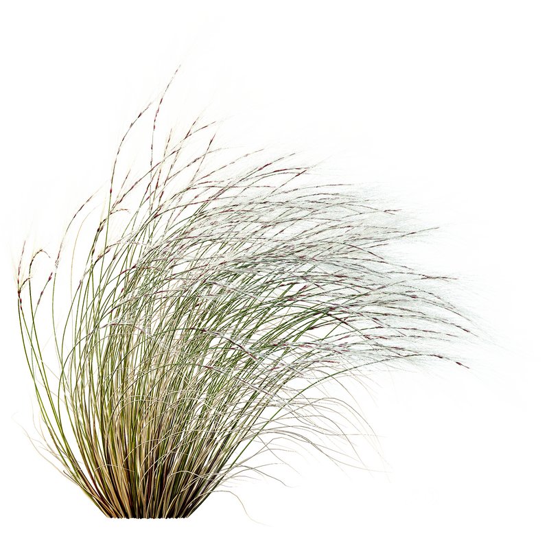 Stipa Tenuissima Ostnica Mocna Pony Tails and Molinia Caerulea Heidebraut Kleines Pfeifengras Image 7