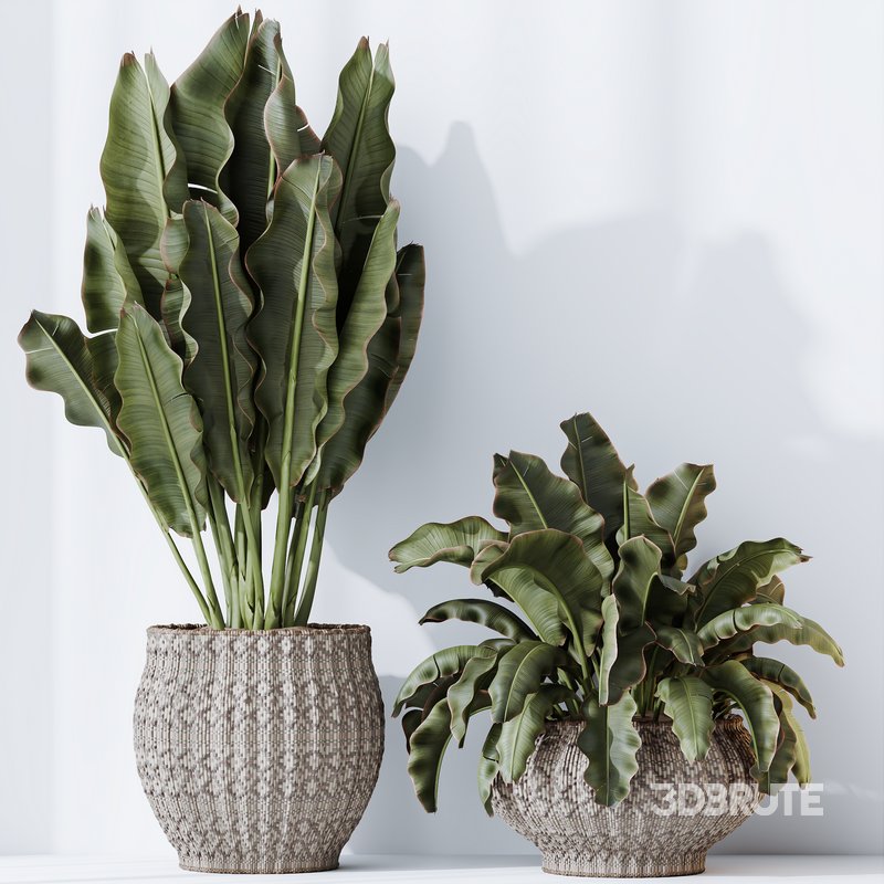 HQ HousePlants Ravenala Banana Strelitzia Nicolai Bird Of Paradise Set03 Image 1