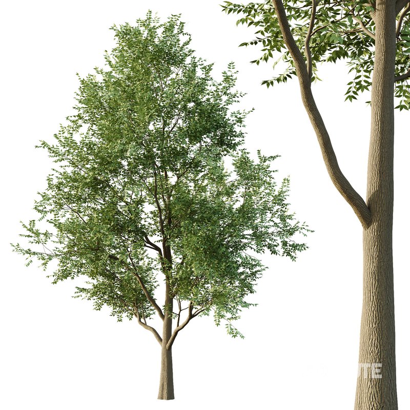 fraxinus excelsior Tree01 Image 4