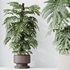 Indoor plants set 102 Large Leaf Form Swiss Cheese - Thumbnail 4