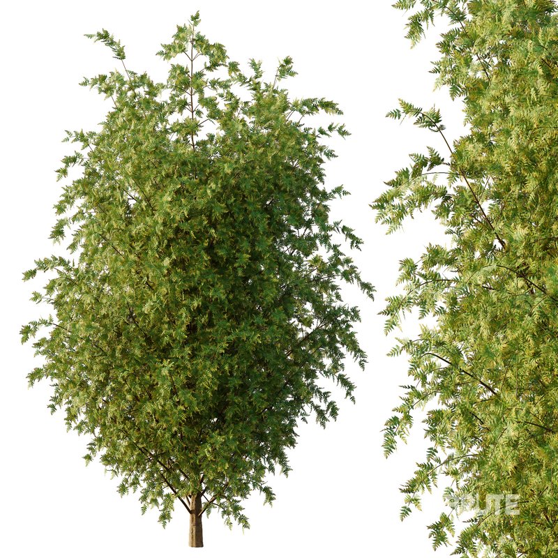 beautiful tree02 Image 2