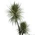 HQ HousePlants Spineless Yucca Aloifolia Rostrata Palm Desmetiana Set03 - Thumbnail 3