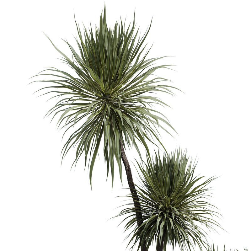 HQ HousePlants Spineless Yucca Aloifolia Rostrata Palm Desmetiana Set03 Image 3