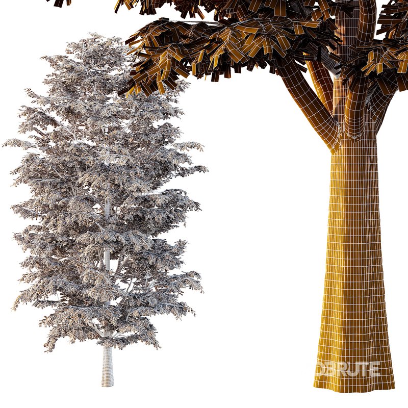 fraxinus excelsior Tree06 Image 3