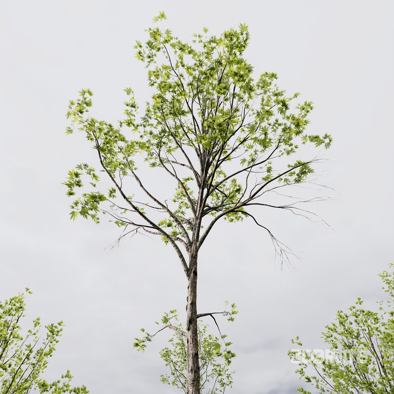 spring trees Acer Pseudoplatanus and Alnus Glutinosa Image 5