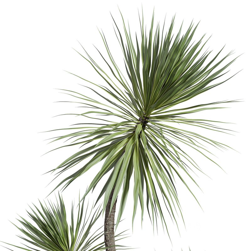 HQ HousePlants Spineless Yucca Aloifolia Rostrata Palm Desmetiana Image 3