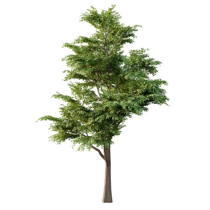 fraxinus excelsior Tree05 Image 2