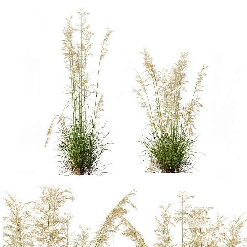 Calamagrostis Acutiflora Karl Foerster and Celtica Gigantea Stipa Image 1