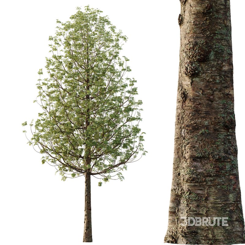 fraxinus excelsior Tree11 Image 4