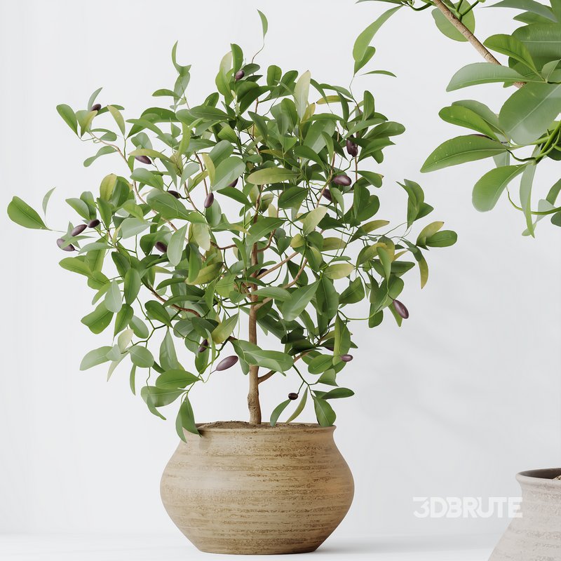 HQ HousePlants Briful Pachira Aquatica Grand Artificiel Set02 Image 3