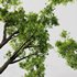 spring trees Celtis Australis and Fagus Grandifolia - Thumbnail 2