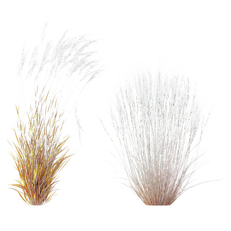 Stipa Tenuissima Ostnica Mocna Pony Tails and Molinia Caerulea Heidebraut Kleines Pfeifengras Image 2