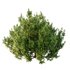 Cypress Bush 07 - Thumbnail 4