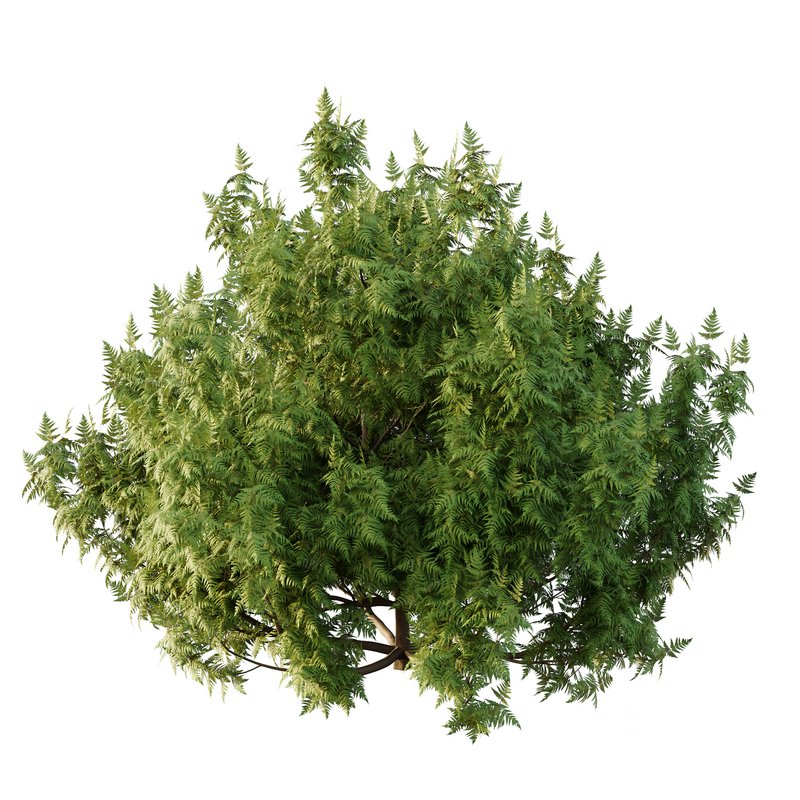 Cypress Bush 07 Image 4