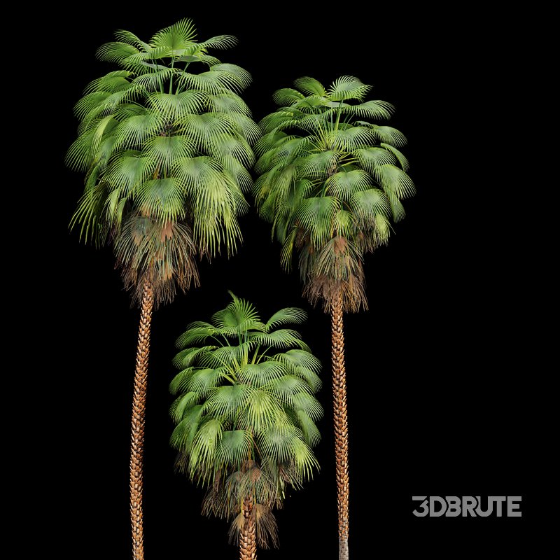 Mexican Fan Palm Washingtonia Robusta 9 trees Image 2