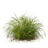 Libertia Grandiflora Grass and Carex Elata Aurea Grass - Thumbnail 3