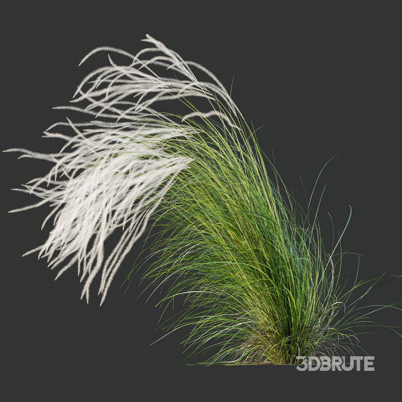 HQ Plants European Feather Stipa Pennata Grass Image 2