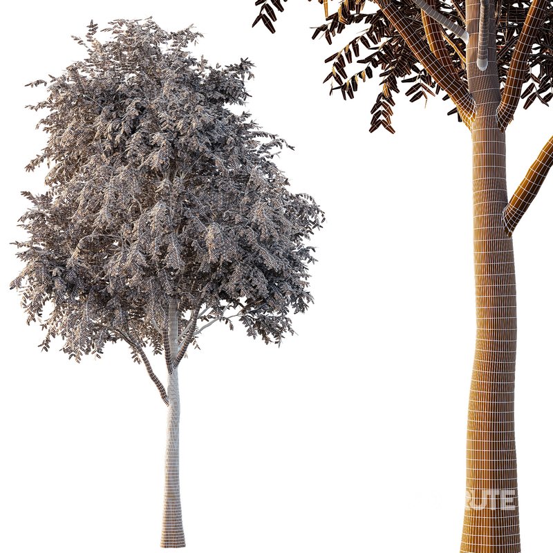 fraxinus excelsior Tree02 Image 2