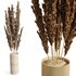 HQ HousePlants Decorative Miscanthus Pampas Dried Branches Pampy02 - Thumbnail 3