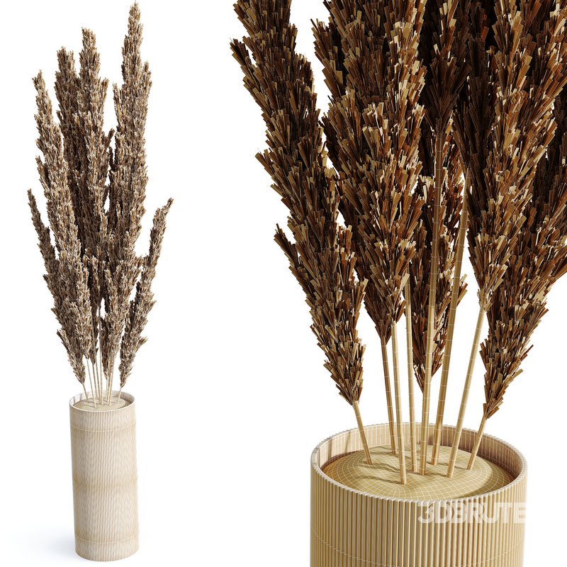 HQ HousePlants Decorative Miscanthus Pampas Dried Branches Pampy02 Image 3