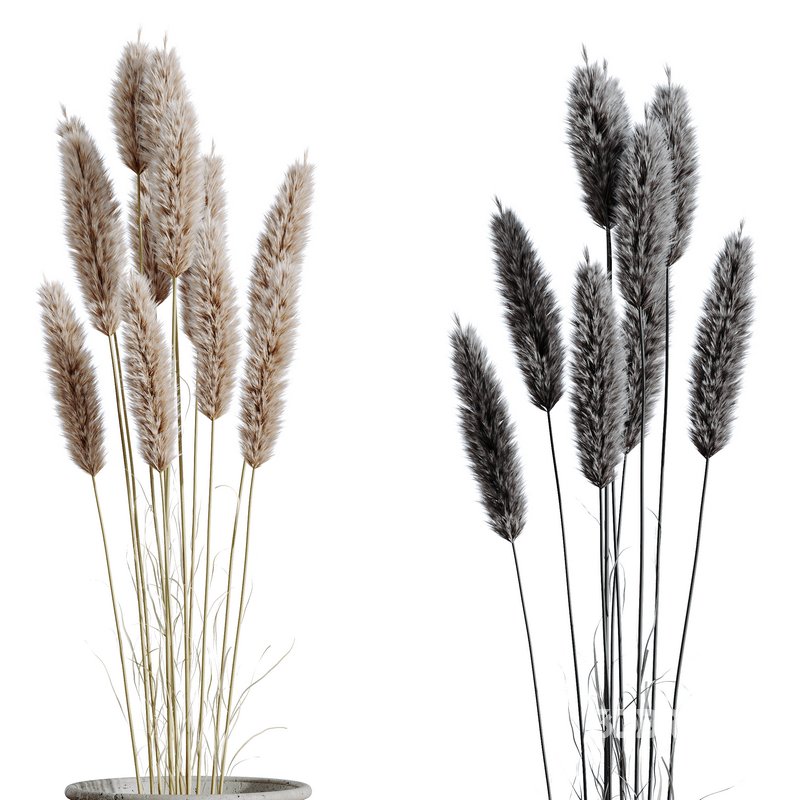 HQ HousePlants Decorative Stoilan Pampas Dried Branches Pampy05 Image 2
