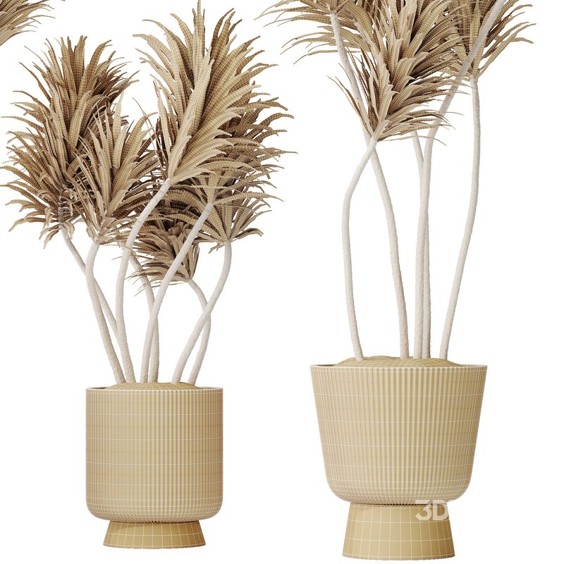 HQ HousePlants Spineless Yucca Aloifolia Rostrata Palm Desmetiana Set02 Image 2