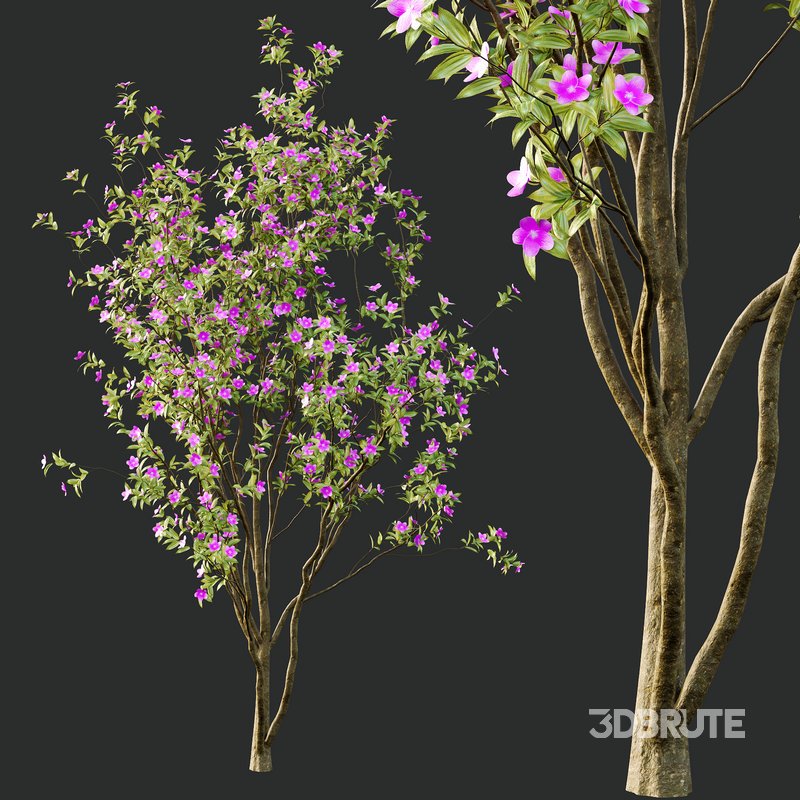 Tibouchina Semidecandra Tree02 Image 2